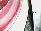 Thumbnail 15 - 1951 Cadillac Series 62 Sedan