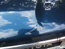 Thumbnail 4 - 1988 Toyota 4Runner SR5 V6 EFI