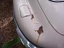 Thumbnail 12 - 1970 Jaguar XKE Coupe