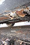 Thumbnail 5 - 1969 Mercedes Benz 280SL Project